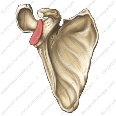 Glenoid cavity of the scapula (cavitas glenoidalis)